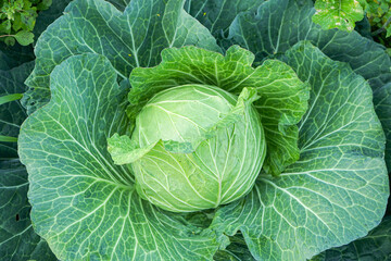 Close up of Green cabbage head in the garden