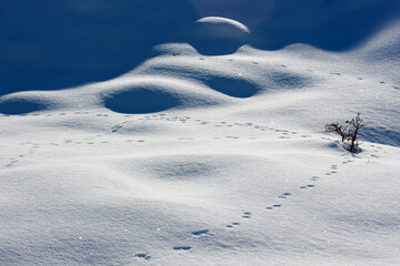 Fototapeta premium Animal footprint on the snow