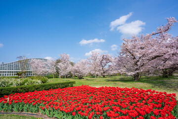 Obraz premium 京都府立植物園の桜とチューリップと温室