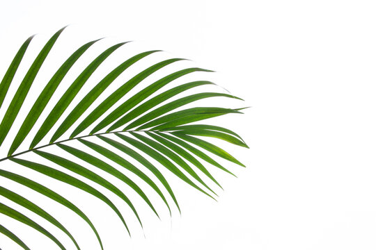 tropical coconut palm leaf isolated on white background, summer background © Nabodin