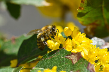 Flying honeybee collecting pollen at yellow flower. Close up of honey bee pollinate yellow flower, summer and spring backgrounds