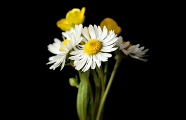 Obraz premium Daisy and buttercup flower isolated on black