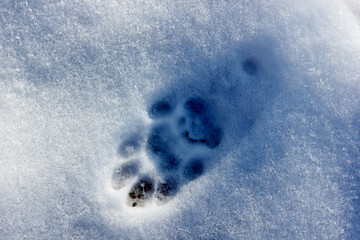 Animal footprint on the snow