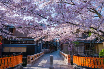京都　祇園白川の桜と巽橋