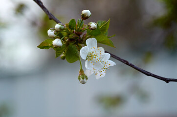 Photo of cherry blossom in May