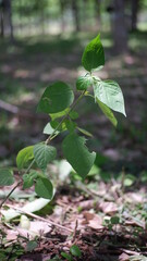 leaves of a tree