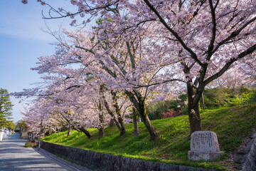 京都　ねねの道の桜