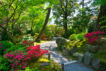 京都　城南宮のツツジ