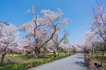 Fototapeta na wymiar 京都　二条城の桜