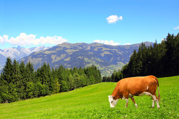 Fototapeta na wymiar Cow grazing in a mountain meadow in Alps mountains, Tirol, Austria