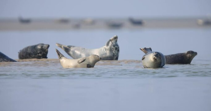 A harbor seal rests on the beach in Baie de Somme