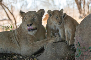 Lioness with baby lion cubs in South Africa RSA