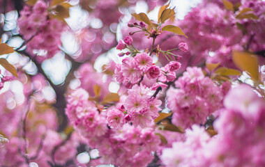 pink cherry blossom in spring