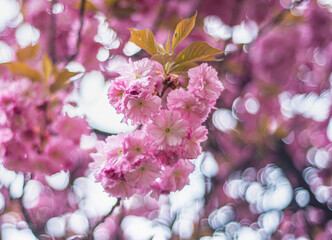 cherry blossoms in spring, sakura blossoms against the city background, blurred background, bright spring colors, Japanese cherry flowers, pink buds, background image for cards and banners