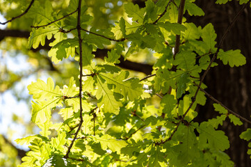 Fototapeta na wymiar Bright green young spring oak leaves backlit. Backlight of green oak leaves. Oak leaves in sunlight
