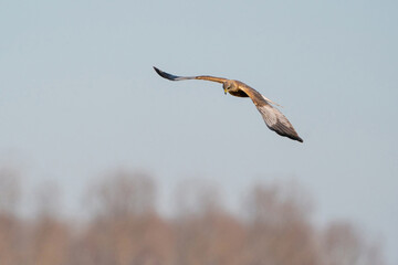 The Marsh Harrier flies against a beautiful, blue clouded sky, looking for prey