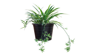 Spider Plant or Chlorophytum bichetii (Karrer) Backer in black plastic pot isolated on white background included clipping path.