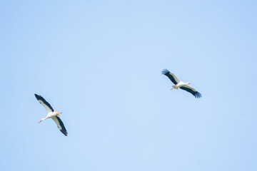 Two storks fly high in the blue sky, detailed