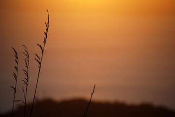 Branches of vegetables at sunset. Reggio Calabria, winter 2010.