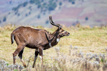 Beautiful horned animal, male of Mountain Nyala in natural habitat. Endemic antelope, Bale mountains Ethiopia, safari wildlife