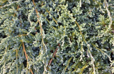 many branches of Juniperus communis