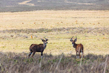 Naklejka na ściany i meble Beautiful horned animal, male of Mountain Nyala in natural habitat. Endemic antelope, Bale mountains Ethiopia, safari wildlife
