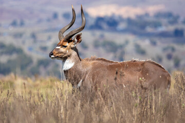 Beautiful horned animal, male of Mountain Nyala in natural habitat. Endemic antelope, Bale mountains Ethiopia, safari wildlife