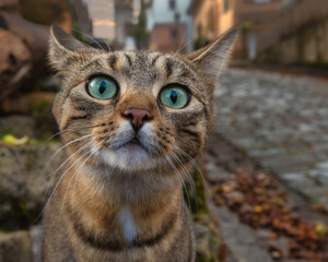 A funny and curious cat with big green eyes in the streets of a German town