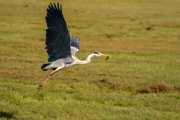 Beautiful gray heron fishes a large insect from a ditch and flies away with it. Wildlife in its natural habitat