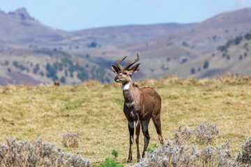Naklejka na ściany i meble Beautiful horned animal, male of Mountain Nyala in natural habitat. Endemic antelope, Bale mountains Ethiopia, safari wildlife
