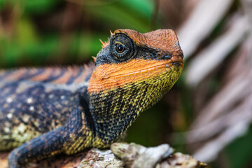 The asia chameleon on the tree.