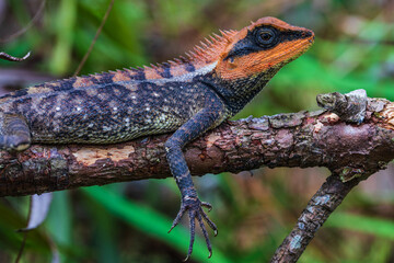 The asia chameleon on the tree.