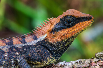 The asia chameleon on the tree.