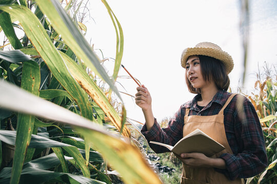 Asian beautiful farmer searching with notebook in corn field examining crop at blue sky and sunny. Agriculture business and innovation concept. Researching plant species. Learn and analysist