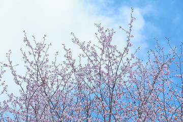 見上げた桜（Looking up at the cherry tree）