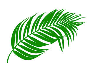 palm tree leaf, tropical floral element illustration