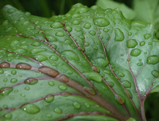 水滴が付いた葉（Leaves with water drops）