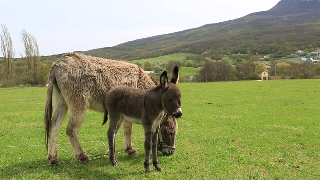 Little donkey next to mother donkey on a green meadow