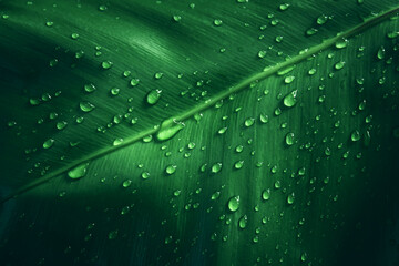 green tropical leaves background. summer and nature concept.