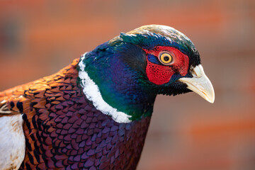 Portrait of pheasant