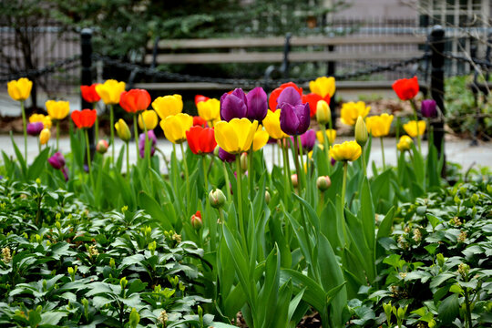 Photographie de Tulipes à New-York, 2016