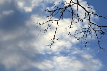 Acacia tree bare branch against sky background