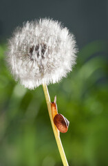 Snail climbing on dandelion