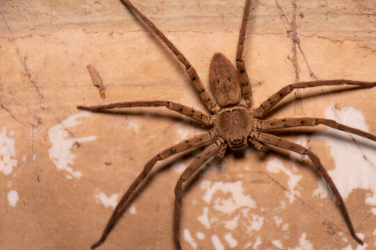 Close-up of a large brown spider perched on an old wall.