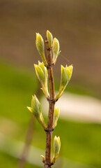 young branch of hydrangea