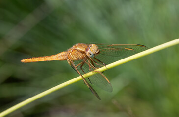 dragonfly on grass