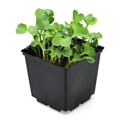 Radish microgreen in a black pot isolated on white background.