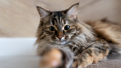 Fototapeta na wymiar portrait of a Siberian cat three color. outstretched paw in the frame