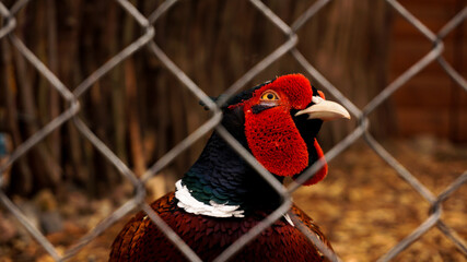 Hunting pheasant in a cage. Birds at the zoo or farm. Bird head