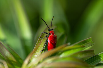 a close up with a Lilioceris lilies beetle on i leaf